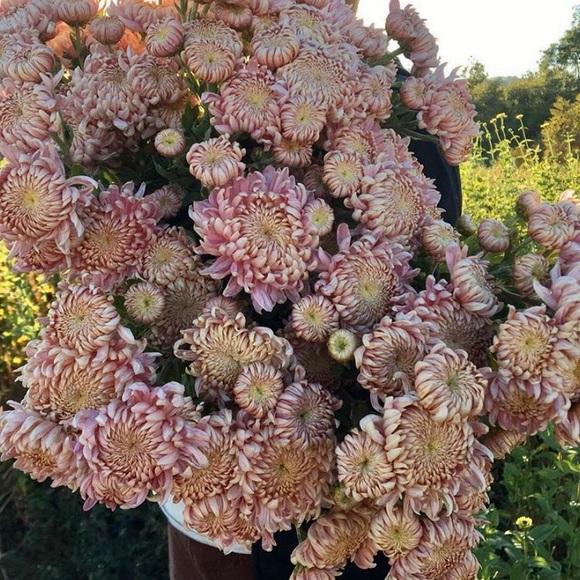 Meet your Posher, Cayley - Picture 1 of 1